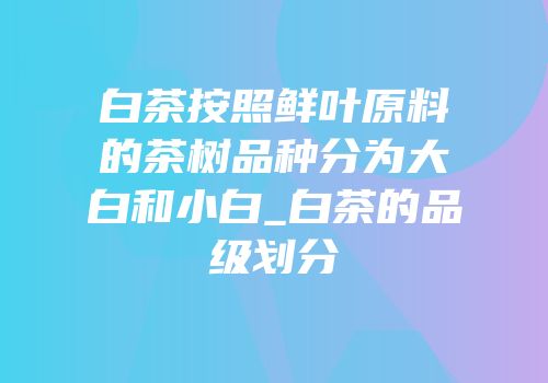 白茶按照鲜叶原料的茶树品种分为大白和小白_白茶的品级划分