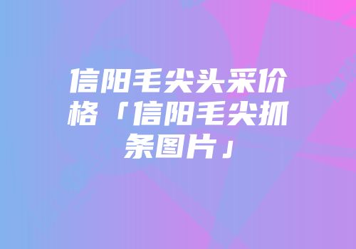 信阳毛尖头采价格「信阳毛尖抓条图片」