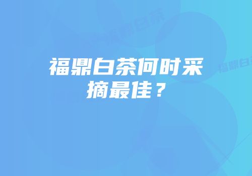 福鼎白茶何时采摘最佳？