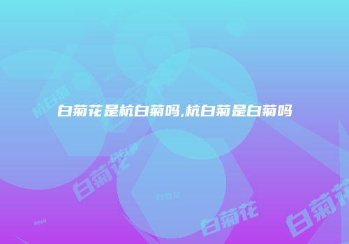 白菊花是杭白菊吗,杭白菊是白菊吗