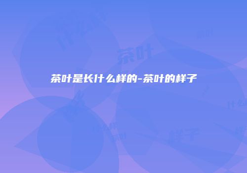 茶叶是长什么样的-茶叶的样子