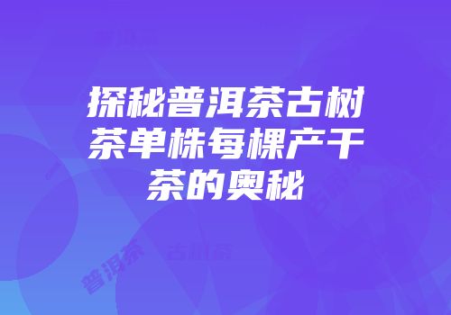 探秘普洱茶古树茶单株每棵产干茶的奥秘