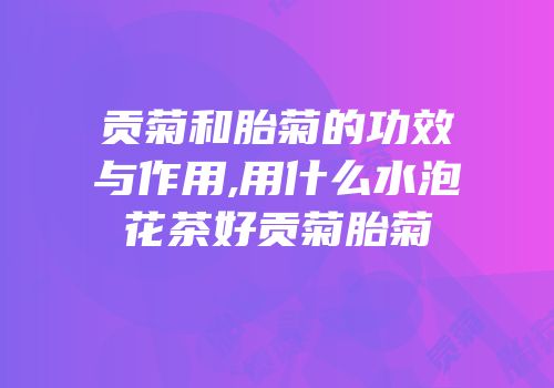 贡菊和胎菊的功效与作用,用什么水泡花茶好贡菊胎菊