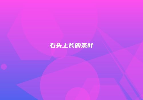 石头上长的茶叶