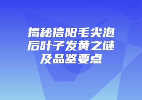 揭秘信阳毛尖泡后叶子发黄之谜及品鉴要点