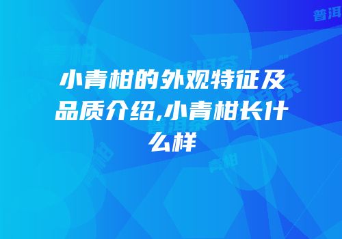 小青柑的外观特征及品质介绍,小青柑长什么样