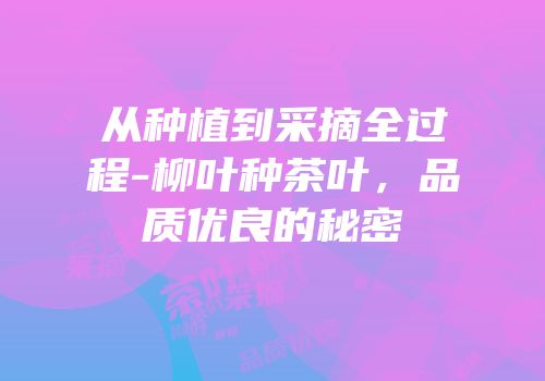 从种植到采摘全过程-柳叶种茶叶，品质优良的秘密