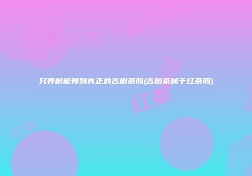 只养树能得到真正的古树茶吗(古树茶属于红茶吗)