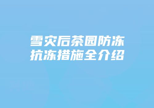 雪灾后茶园防冻抗冻措施全介绍