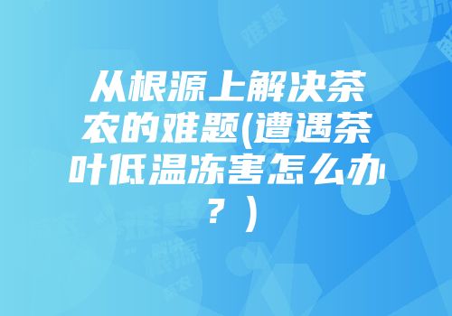 从根源上解决茶农的难题(遭遇茶叶低温冻害怎么办？)
