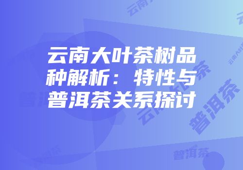 云南大叶茶树品种解析：特性与普洱茶关系探讨