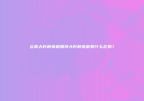 云南大叶种茶树和特大叶种茶树有什么区别？