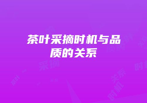 茶叶采摘时机与品质的关系