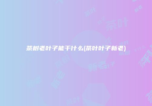 茶树老叶子能干什么(茶叶叶子新老)