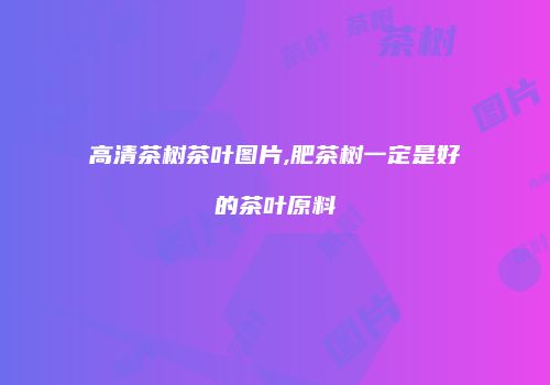 高清茶树茶叶图片,肥茶树一定是好的茶叶原料