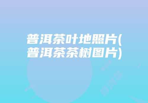 普洱茶叶地照片(普洱茶茶树图片)