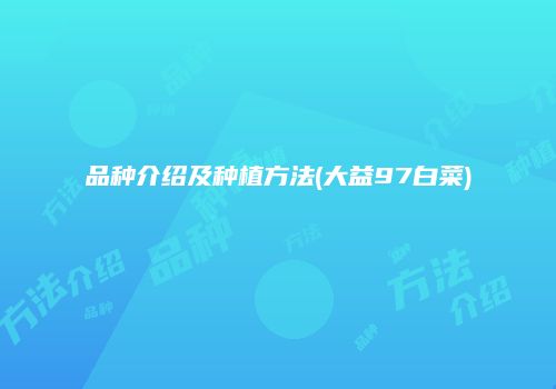 品种介绍及种植方法(大益97白菜)