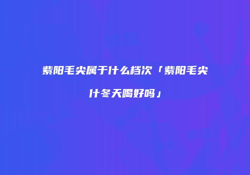 紫阳毛尖属于什么档次「紫阳毛尖什冬天喝好吗」