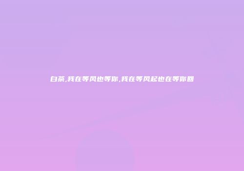 白茶,我在等风也等你,我在等风起也在等你回