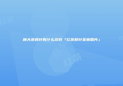 柿大茶鲜叶有什么功效「红茶鲜叶采摘图片」