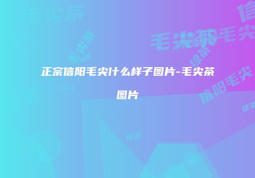 正宗信阳毛尖什么样子图片-毛尖茶图片