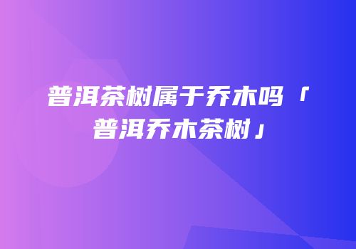 普洱茶树属于乔木吗「普洱乔木茶树」