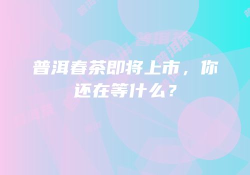 普洱春茶即将上市，你还在等什么？