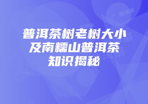 普洱茶树老树大小及南糯山普洱茶知识揭秘