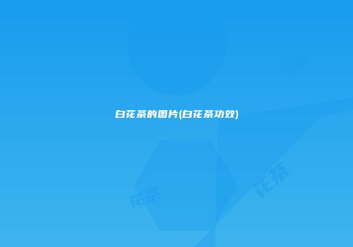 白花茶的图片(白花茶功效)