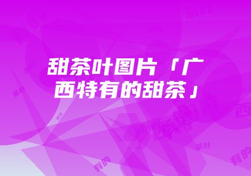 甜茶叶图片「广西特有的甜茶」