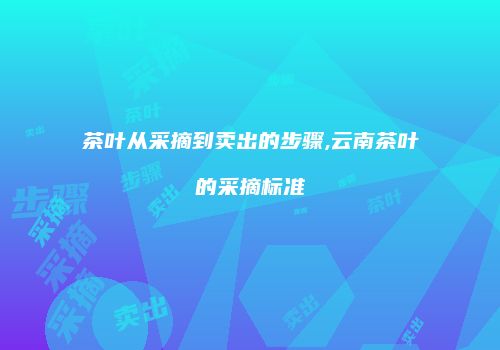 茶叶从采摘到卖出的步骤,云南茶叶的采摘标准