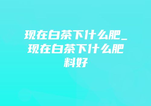 现在白茶下什么肥_现在白茶下什么肥料好