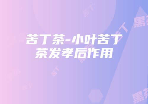 苦丁茶-小叶苦丁茶发孝后作用