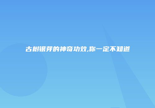 古树银芽的神奇功效,你一定不知道