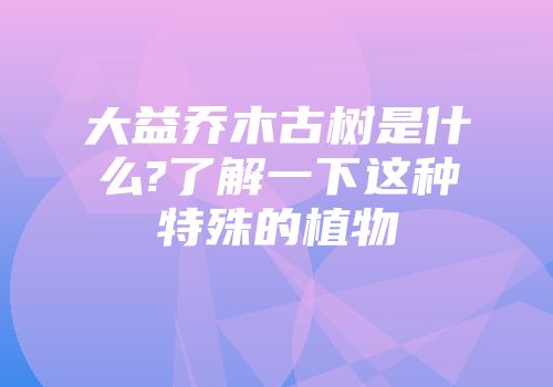 大益乔木古树是什么?了解一下这种特殊的植物