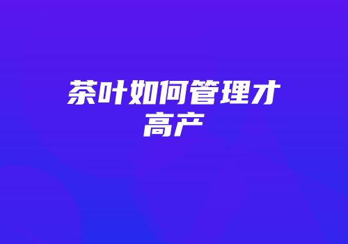茶叶如何管理才高产