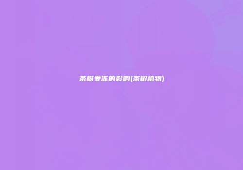 茶树受冻的影响(茶树植物)