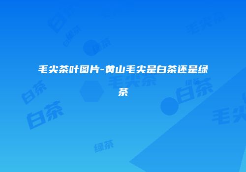 毛尖茶叶图片-黄山毛尖是白茶还是绿茶