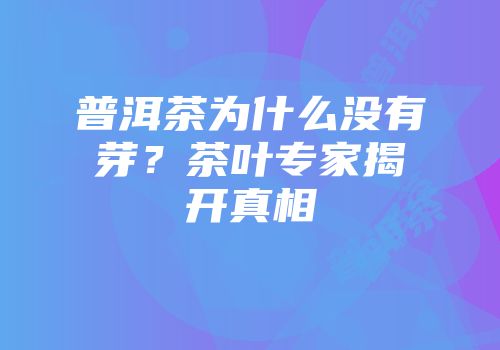 普洱茶为什么没有芽？茶叶专家揭开真相