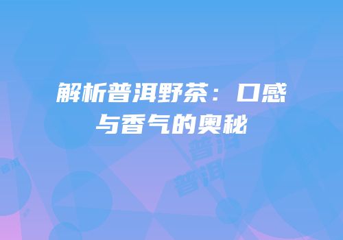 解析普洱野茶：口感与香气的奥秘