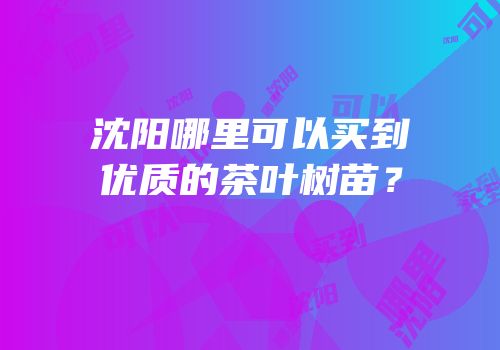 沈阳哪里可以买到优质的茶叶树苗？