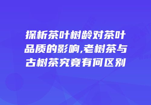 探析茶叶树龄对茶叶品质的影响,老树茶与古树茶究竟有何区别