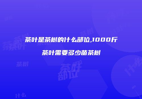 茶叶是茶树的什么部位,1000斤茶叶需要多少苗茶树