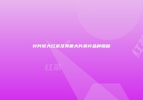 叶片较大红茶及其他大片茶叶品种探秘