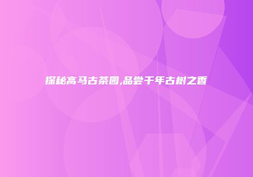 探秘高马古茶园,品尝千年古树之香