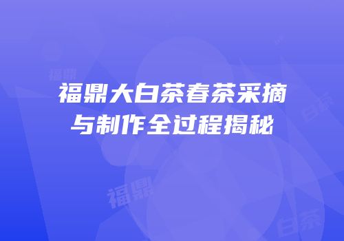 福鼎大白茶春茶采摘与制作全过程揭秘