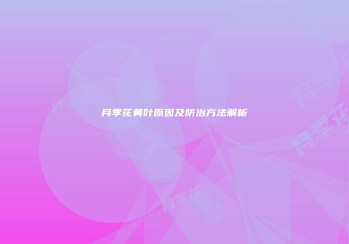 月季花黄叶原因及防治方法解析