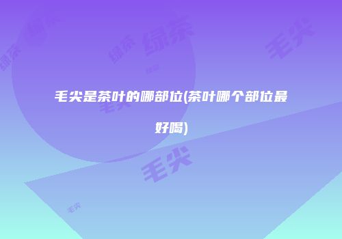 毛尖是茶叶的哪部位(茶叶哪个部位最好喝)