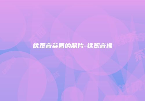 铁观音茶园的照片-铁观音像