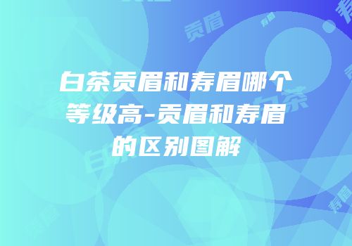 白茶贡眉和寿眉哪个等级高-贡眉和寿眉的区别图解